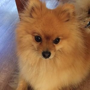 Meet your Posher, Carey